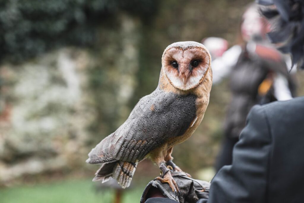 a tawny owl at the Castle Westenhanger in Kent