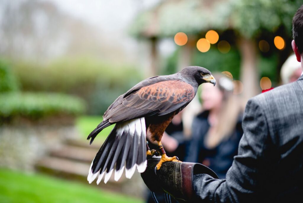 a bird of prey at a wedding at the Castle Westenhanger, Kent