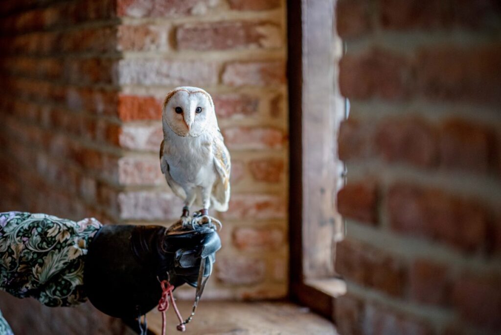 A ring bearing barn owl inside the Castle Westenhanger